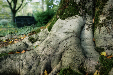 Ground view of a moss-covered trunk with branched, gnarled roots of an old beech tree in an ancient cemetery against a blurred background