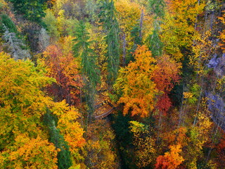 Colorful forest during autumn day in Macocha cave with colorful foliage