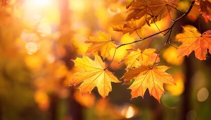 Obraz premium Foliage in the park. Autumn fall leaves of maple trees. Autumn fall leaves in sunlight. 