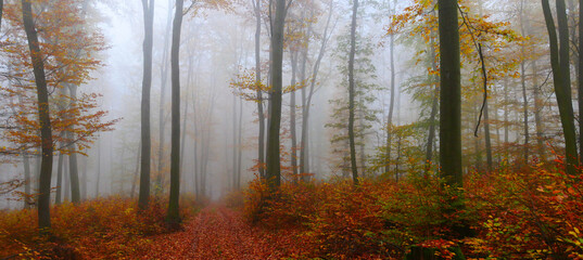 Creepy mysterious foggy forest during autumn day with colorful foliage