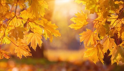 Foliage in the park. Autumn fall leaves of maple trees. Autumn fall leaves in sunlight. 