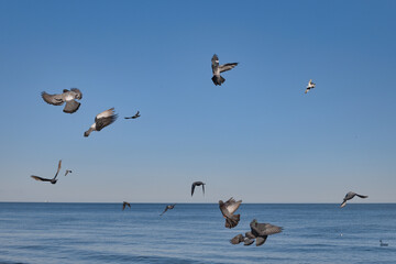 Doves flying over the sea, blue sky background.