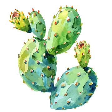 watercolor cactus plant on white background clip art preview