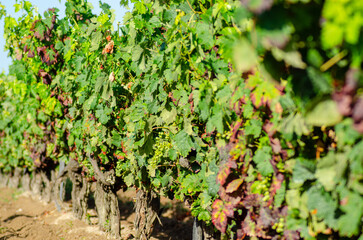grapes ripening on the vines, selective focus. Oenology concept