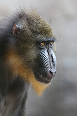 Mandrill in nature habitat close up