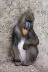 Obraz premium Mandrill in nature habitat close up