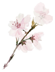 Obraz premium PNG Cherry blossom flower plant white background.
