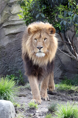 Lion (Panthera Leo) in nature habitat