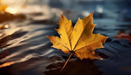 Maple leaf on a dark autumn water in the river 