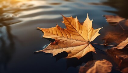 Maple leaf on a dark autumn water in the river 