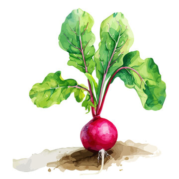 recommend clip art: Watercolor of Radish, isolated on a white background, and Radish vector