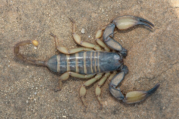 Above photograph of a beautiful flat rock scorpion (Hadogenes trichiurus pallidus) 