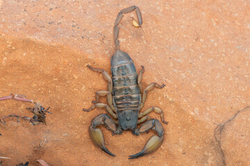 A large flat rock scorpion (Hadogenes trichiurus pallidus) on a rock in the wild