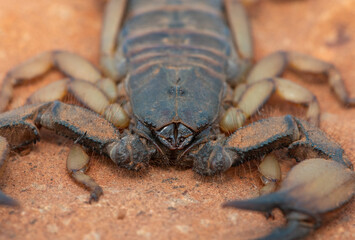 Frontal photograph of a beautiful flat rock scorpion (Hadogenes trichiurus pallidus) 