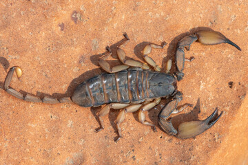 Above photograph of a beautiful flat rock scorpion (Hadogenes trichiurus pallidus) 