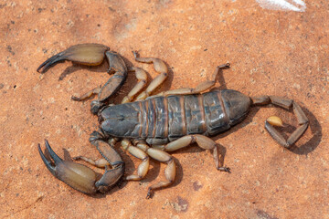 A large flat rock scorpion (Hadogenes trichiurus pallidus) on a rock in the wild