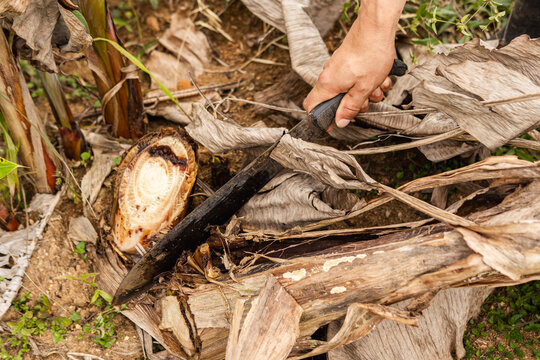 Farmer cuts or removes a banana plant affected by worms and weevils, showing how its internal stem has been damaged