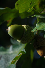 soft focused close up shot of green acorn among oak foliage