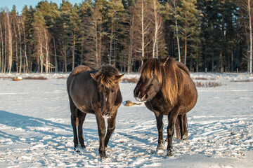 Semi-wild konik polski horse with her foal at Engure Lake Nature Park, Latvia on sunny winter day © Julija