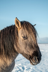Head portrait of semi-wild konik polski horse at Engure Lake Nature Park, Latvia on sunny winter day © Julija