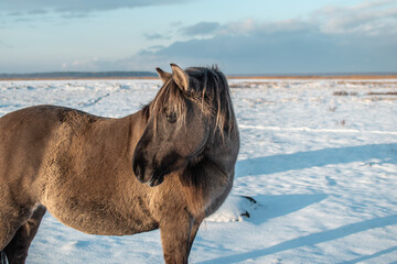 Portrait of semi-wild konik polski horse at Engure Lake Nature Park, Latvia on sunny winter day © Julija