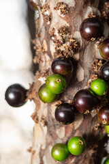 Jaboticaba, a fruit-laden jaboticab tree in springtime in Brazil, selective focus.