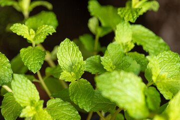 Mint, a beautiful mint plant in springtime in Brazil, selective focus.