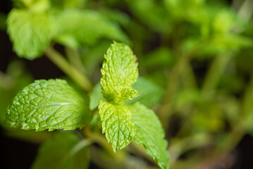 Mint, a beautiful mint plant in springtime in Brazil, selective focus.