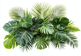 An assortment of lush tropical plants (monstera, palm, rubber plant, pine and fern), cut out of a tropical bush