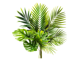Lush green palm fronds isolated on transparent background.
