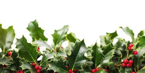 PNG Flying holly leaves border backgrounds outdoors nature.