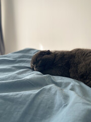 Peaceful gray scottish fold cat sleeping on soft surface at home. Relaxation, comfort, pet and cozy home concept