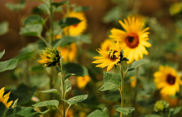 Field of blooming decorative sunflowers on a sunny day. Sunflowers in the open air