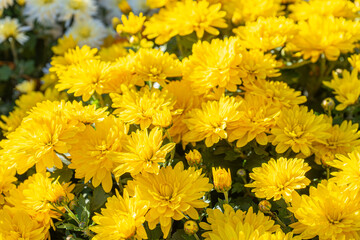 Fresh bright blooming yellow chrysanthemums flowers in autumn garden outside in sunny day