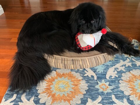 A black Newfoundland dog with a toy