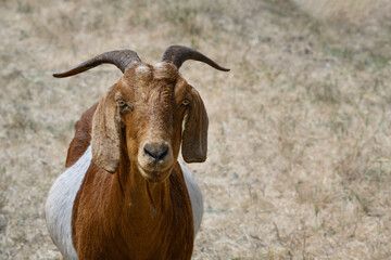 Make goat buck billy in a dry grass field facing camera blurred background