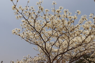 White ipe flowering in spring in a white spectacle