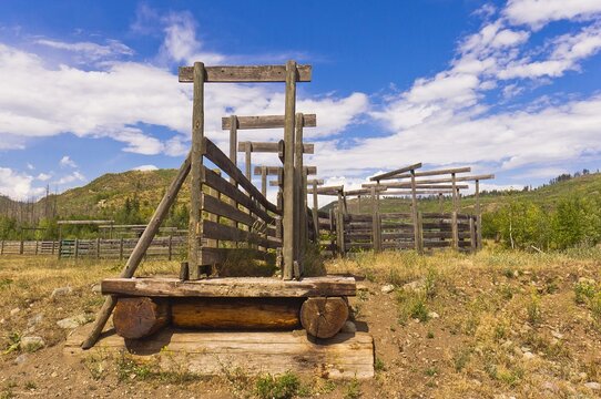 Wooden cattle shute.