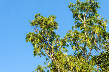 Devil's tree- Alstonia Scholaris