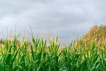 corn plants in a plantation on a cloudy day, concept of agriculture
