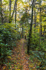 Hiking a quiet mountain trail at Great Smoky Mountains.