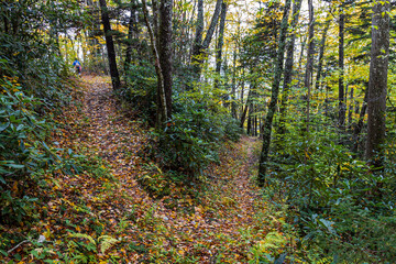 Hiking a quiet switchback trail at Great Smoky Mountains National Park.