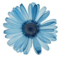 Obraz premium PNG Real Pressed a blue gerbera flower petal plant.