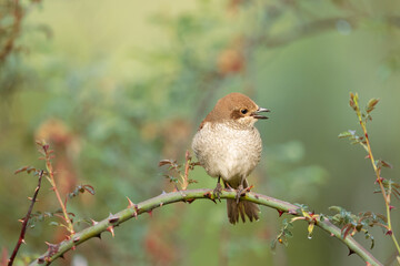 Red-backed Shrike