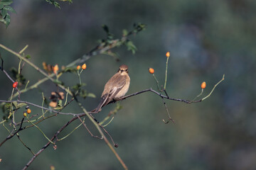 Papamoscas gris -muscicapa striata