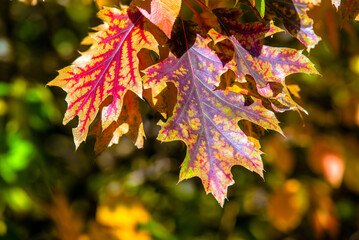 Red oak leaves on blue sky background

