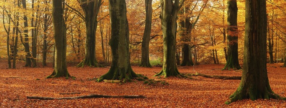 Panorama, huge old beech trees in the Hutewald forest in autumn in full autumn colour, natural monument, primeval forest Sababurg, Reinhardswald, Hesse, Germany, Europe
