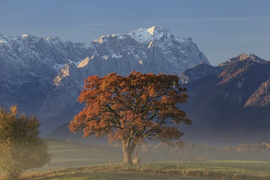 Autumnal coloured tree in front of mountain landscape, hoarfrost, oak, behind Zugspitze, near Murnau, Bavaria, Germany, Europe
