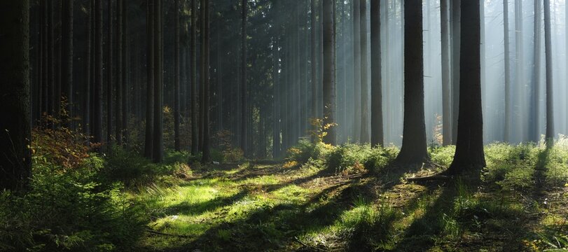 Fototapeta Panorama, spruce forest in autumn with fog, sun shining through the tree trunks, Harz foreland, Saxony-Anhalt, Germany, Europe