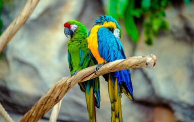 blue-and-yellow macaw and Green-winged macaw
